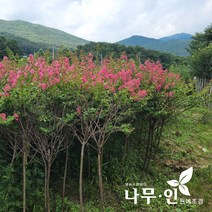 [나무인] 배롱나무(목백일홍) 개화주 (차량배송)