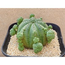 아프리카식물/프롤리페라-1719 오베사 아프리카농장