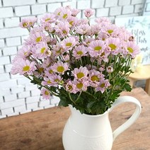 국화 소국 꽃도매 생화택배 테이블장식 봄꽃이벤트, 핑크 소국