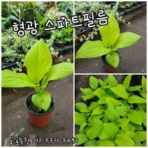 스파트필름 형광스파트필름 01특 랜덤 공기정화식물/미세먼지/공기정화효과 공기정화식물