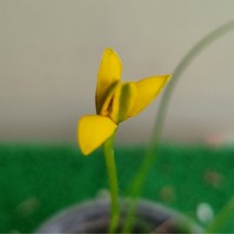 [다온야생화] W1616 노랑설란.노랑설난 (9cm) [랜덤]