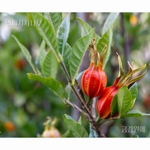 열매 치자나무 치자묘목 금강원예, 열매치자나무