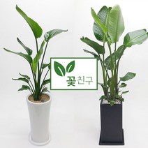 꽃친구 극락조 여인초 개업 이사 집들이 선물 실내 축하 화분 전국 당일배송, 극락조 사각분 2호, 기본받침