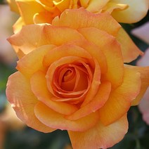 [새싹에서 나무까지] 사계줄장미 개화주 (덩쿨장미) 포트묘, 사하라