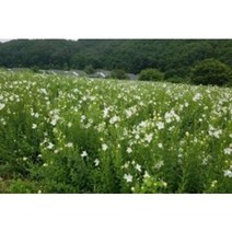 으뜸도라지종근 30주 슈퍼도라지모종 슈퍼도라지씨앗재배