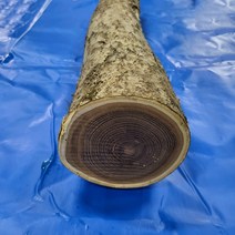 원형 통나무 원목 컵받침 우드 티 코스터 다릅나무 나무토막 장작 반제품 길이 60cm, 껍질있음