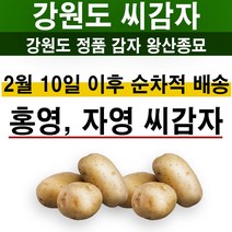 홍영 자영 씨감자 강원도 왕산종묘 3kg 10kg 홍색 자색 씨감자 감자 수미 대서 4색감자, 홍영씨감자 10kg