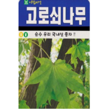 나무 종자 재배 씨앗 단풍나무씨앗(100립)(A0578), 1개