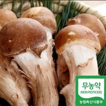 명품참송이버섯 1kg 농장에서 바로따서 보내드립니다 ., 참송이 미니버섯1kg