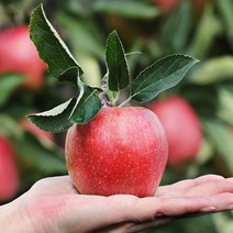 영화농산 사과 10kg 꿀 농장 유명한곳 예산, 상세페이지 참조