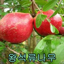 슈퍼왕석류나무 삽목2년 1그루+체리나무 접목1년 1그루 나무 묘목 나무판매 묘목판매