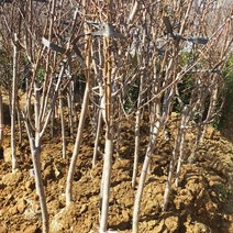 묘목 복숭아(백도) 서왕모 특묘목 1주-72394EA, 본상품선택