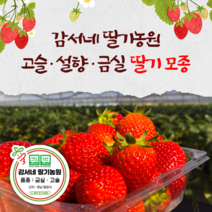 딸기 모종 - 고슬 싱싱한 모종! 농장에서 직송!, 고슬 모종