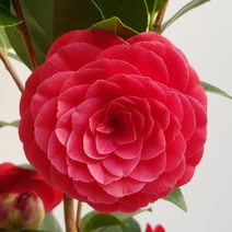 동백(블랙로즈 중품 랜덤)
