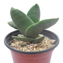 신도-크라슐라속/프로펠러다육/모건뷰티/다육식물