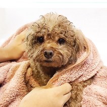 한샘크리너 국내산 초극세사 애견타올 강아지타올 펫타올 40*60, 베이지