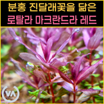 [비바소녀] 분홍색 진달래꽃을 닮은 마크라드라 레드(10줄기) / 무이탄 수질정화 구피은신처 초보수초 레이아웃