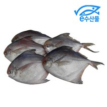 e수산물 국산 냉동병어5마리 횟감용 배에서 얼린 신선한 선동 병어회 조림 찜 제주도병어