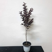 자엽백일홍 백일홍 목백일홍 배롱나무 백일홍묘목 26, 1개