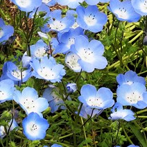 [모야모 꽃씨] 네모필라 2종(베이비블루 600립 오점 400립) 대용량 선택구매, 오점네모필라 400립