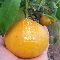 직접키운 감귤나무 결실주 묘목 4년생, 감귤나무4년생, 1개