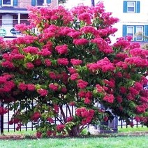 칠자화 나무 h1m전후 - 조경수 정원수