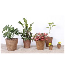 아시아종묘 코코넛야자화분 (5cm 10.5cm 11.5cm 15cm)- 코코넛 껍질을 소재로 만든 친환경 화분 천연분해되는 자연친화적화분, 5cm(10입)