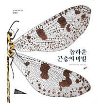 놀라운 곤충의 비밀:날개를 펼쳐 보는 플랩북, 보림