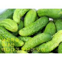 백다다기 못난이 백오이 국내산 상주 오이 오이지용 2kg 5kg 10kg, 30, 1개
