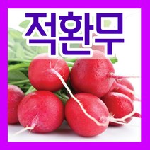 적환무씨앗 5g 20일 적환무씨 파종재배 종자키우기, 1개