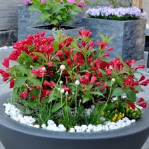 세종식물원 신품종 병꽃 올썸머레드 묘목 14cm 화분