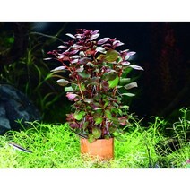 매직아쿠아 루드위지아 슈퍼레드 1포트