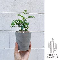 꽃향기 하면 오렌지 자스민 - 화분 3color, 그레이(받침포함)