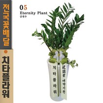 치타플라워 개업축하화분 금전수 공기정화식물 생일 축하 화분 [CTdon04-03] 돈나무 축하 승진 영전 이사 집들이 선물 전국 당일 꽃배달 서비스