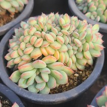 [소소한다육] 브레이브철화 에케베리아속 다육식물