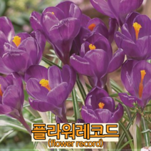 크로커스 구근5구 플라워레코드 / 알뿌리 봄꽃 야생화 추식구근 월동식물 꽃과정원이야기, 1개