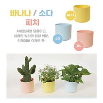 하bii_인테리어화분 저면관수 아이디어 다육이 소형 분갈이 미니 플라스틱 원형♥taught, ♥taught바나나