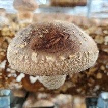 친환경 무농약 인증 국내산 참나무 톱밥 생 표고버섯 1kg 쫄깃한식감, 탱글이 1kg(참좋은 선물용)