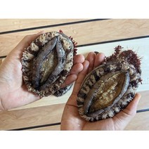 울릉도 자연산 돌전복 500g(생물), 돌전복(크기다양)500g