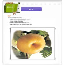 과수/유실수 배나무묘목 접목1년 포트 4주, 배나무 (신고) R4cm