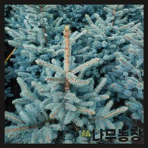 (나무농장) 은청가문비 마제스틱블루 P9 포트