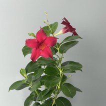 붉은 꽃 만데빌라 식물만 기본마사 동백 나무, 1개
