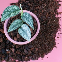 뉴질랜드 오키아타 바크 35L 소나무 나무껍질 파인바크 화분 멀칭 분갈이흙, 중립(6-9mm)