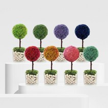 그린썸 모스트리 편백큐브 스칸디아모스 미니화분, 클래식블루