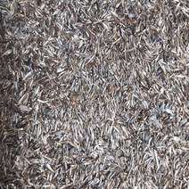 곰취씨앗 30g 곰취나물씨앗 곰취 토종 재래종