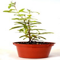 9GreenBox - Dwarf Pomegranate Mame Bonsai - 3” Pot, 1