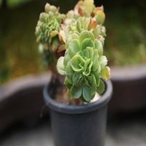 청법사 다육 식물