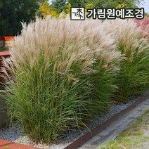 억새 그라스 가림원예조경, 억새 그린라이트  7치포트, 1개