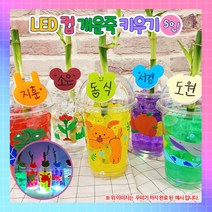 [식물키우기]LED 컵 개운죽 꾸미기-5인1008939, 단품