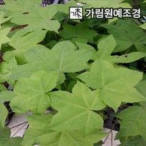 엄나무 가림원예조경, 실생 2년생 특묘(2개세트)